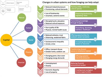 How People Foraging in Urban Greenspace Can Mobilize Social–Ecological Resilience During Covid-19 and Beyond